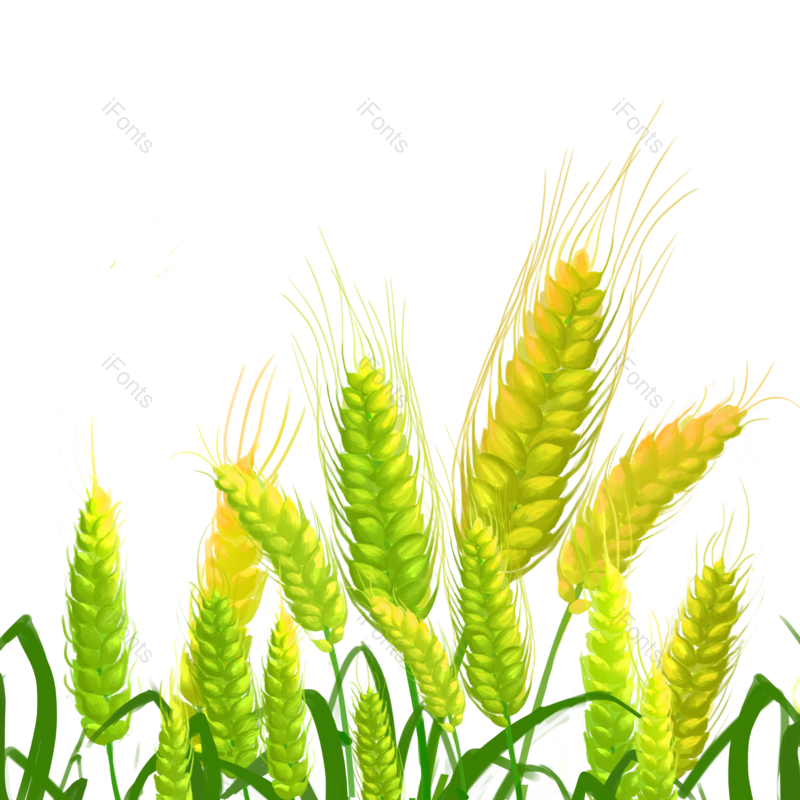 芒种图片,小满元素,麦子PNG,植物素材免抠素材